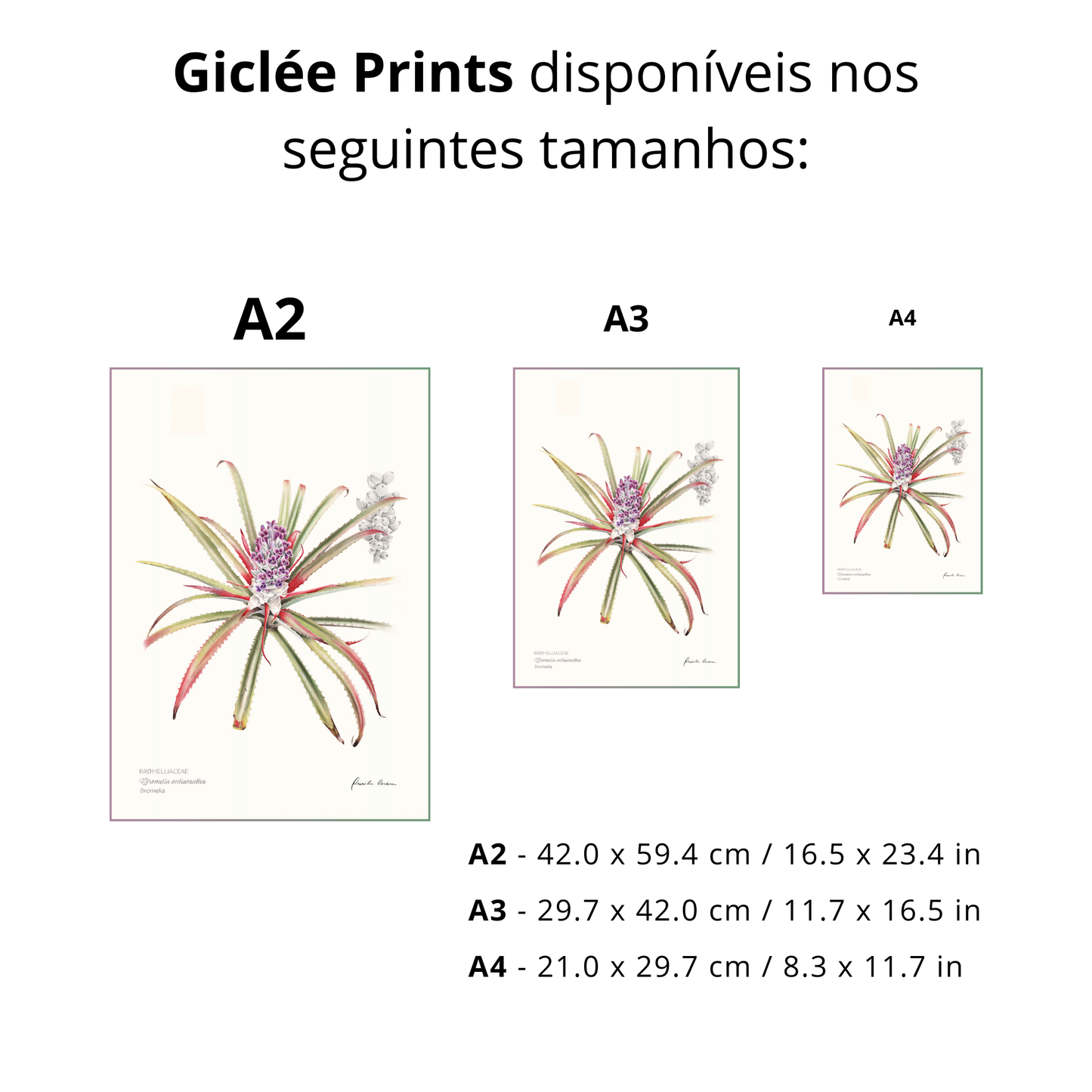 Bromélia Antiacantha - Edição Limitada