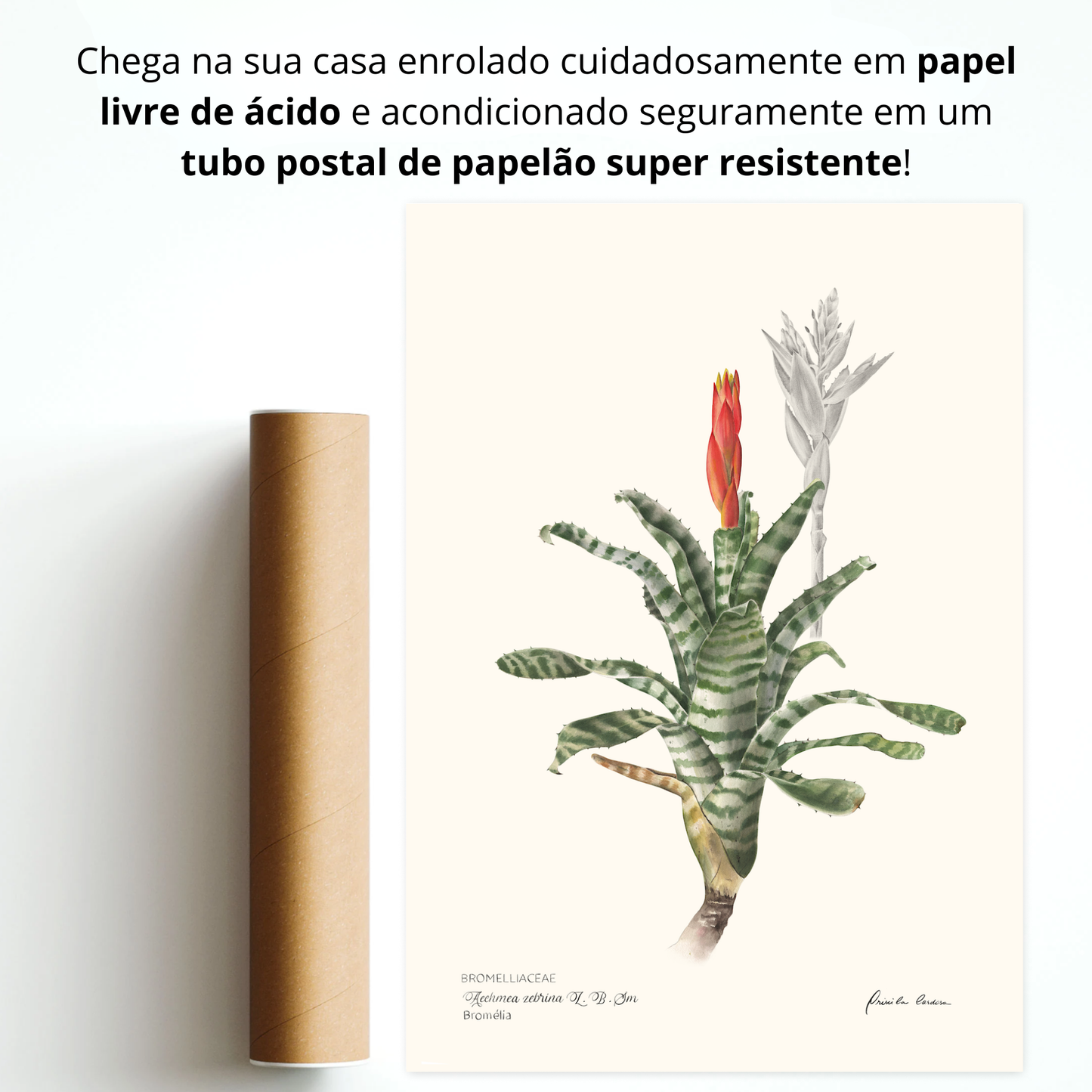 Bromélia Zebrina - Edição Limitada