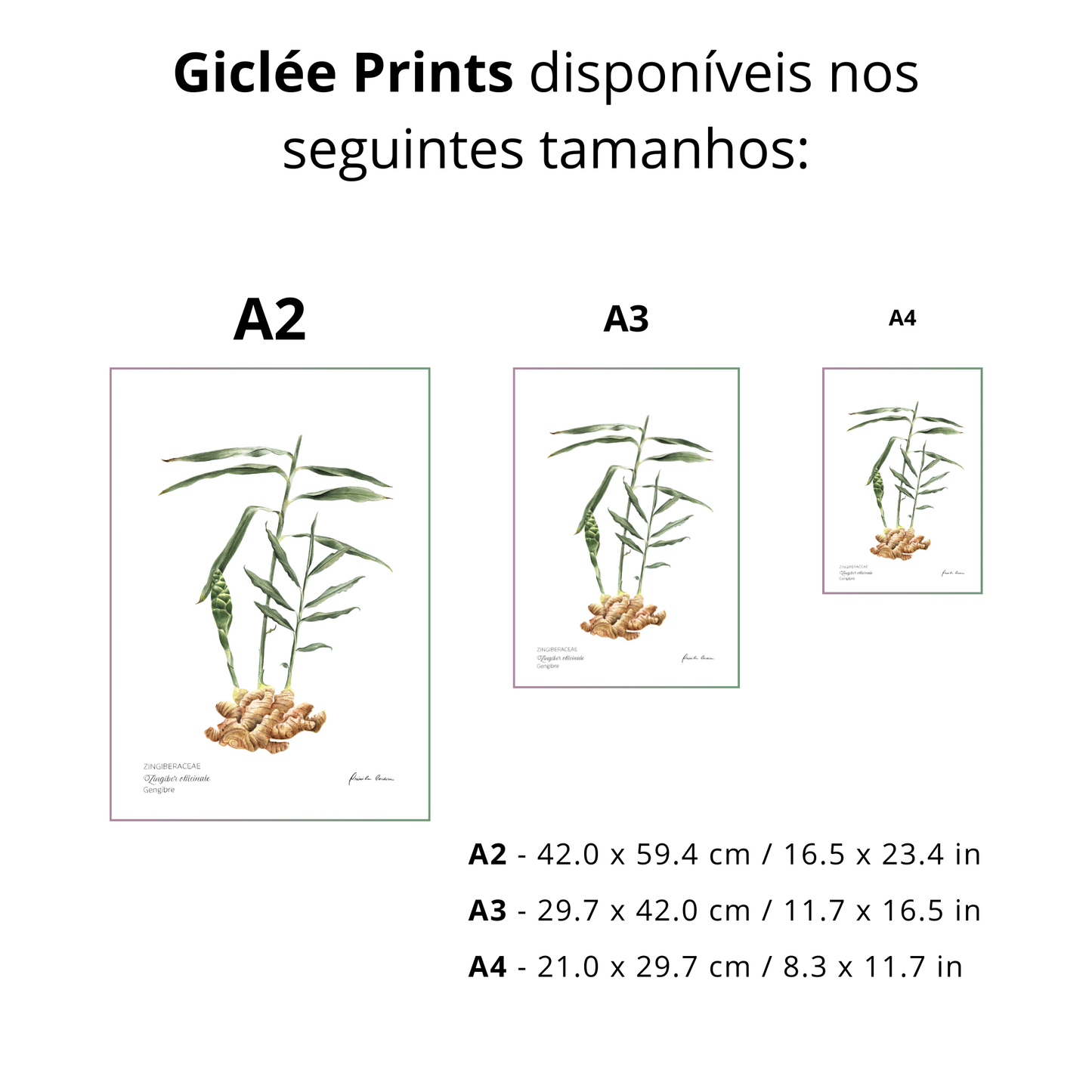 Gengibre