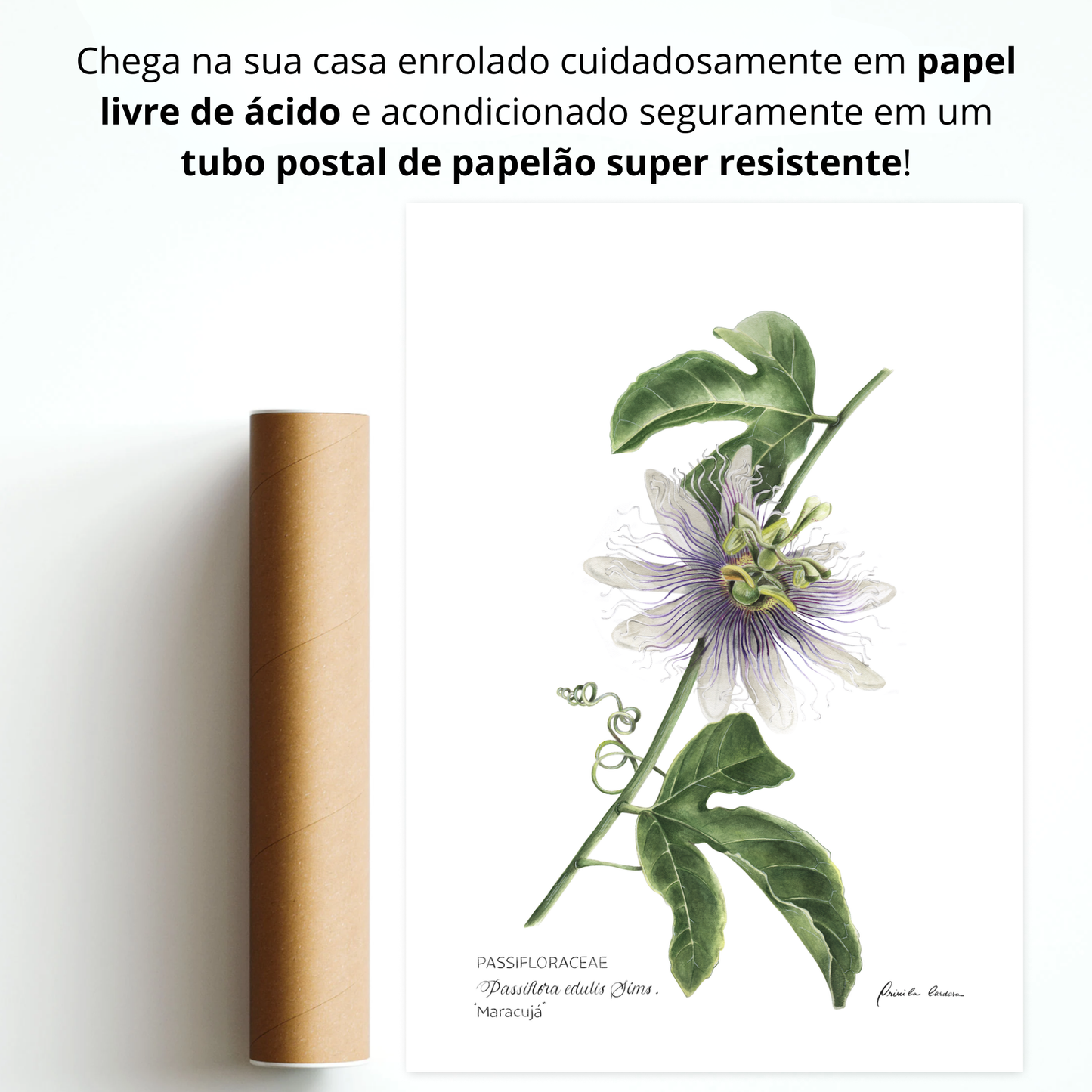Passiflora