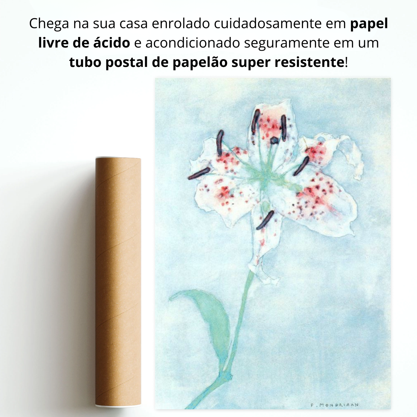 Lírio (Lelie)