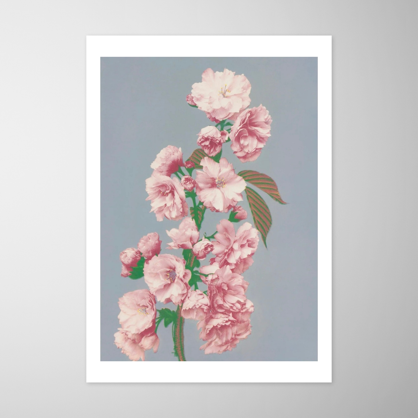 Flor de Cerejeira (Sakura)
