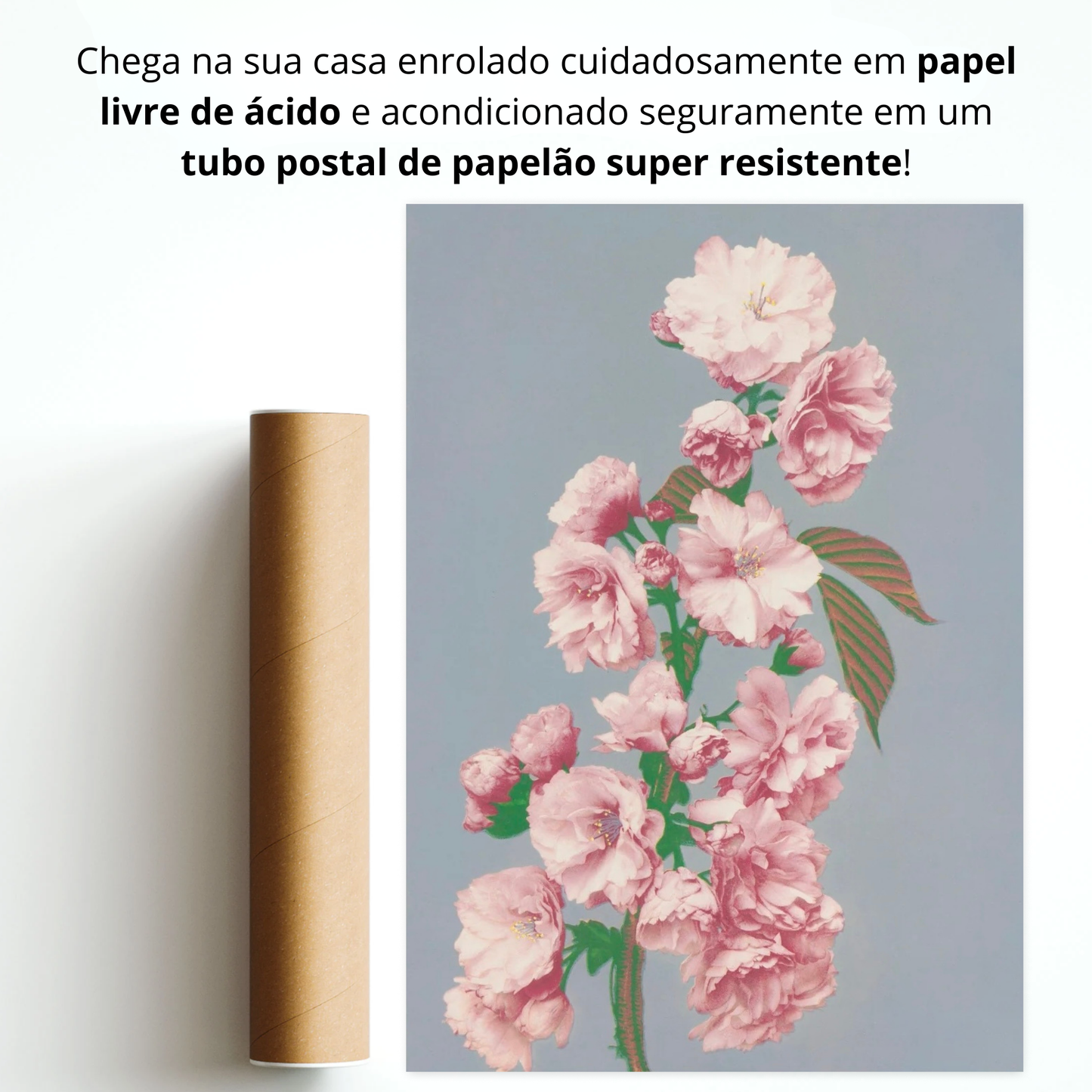 Flor de Cerejeira (Sakura)