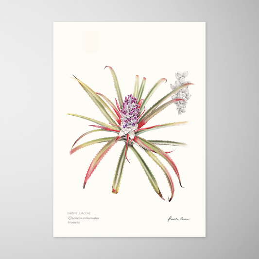 Bromélia Antiacantha - Edição Limitada