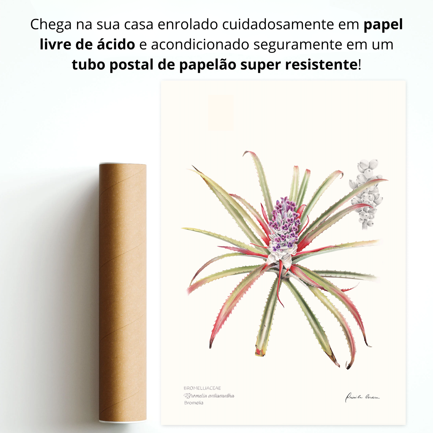 Bromélia Antiacantha - Edição Limitada