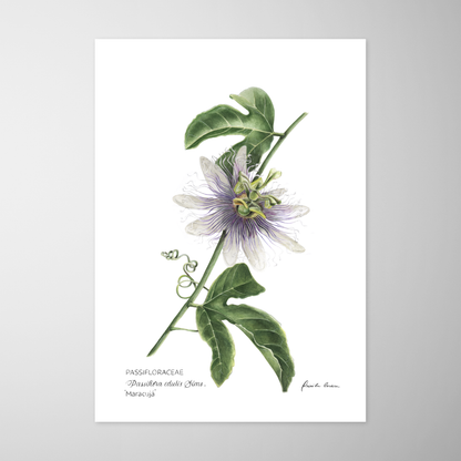 Passiflora