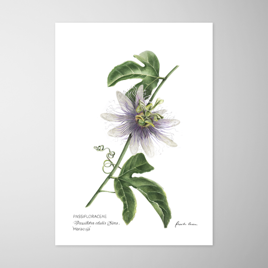 Passiflora