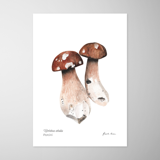 Porcini