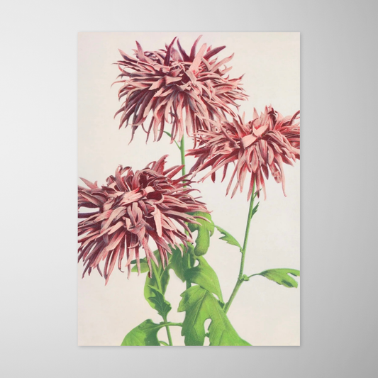 Flores de Crisântemo (Kiku no Hana)