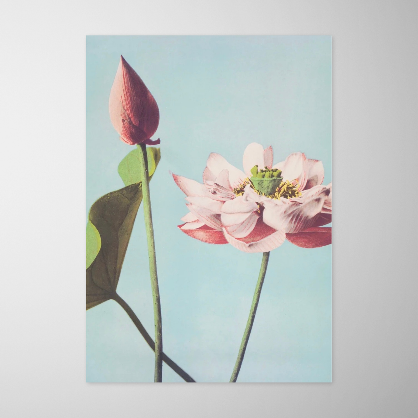 Flor de Lotus (Hasu no Hana)