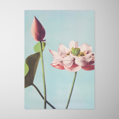 Flor de Lotus (Hasu no Hana)