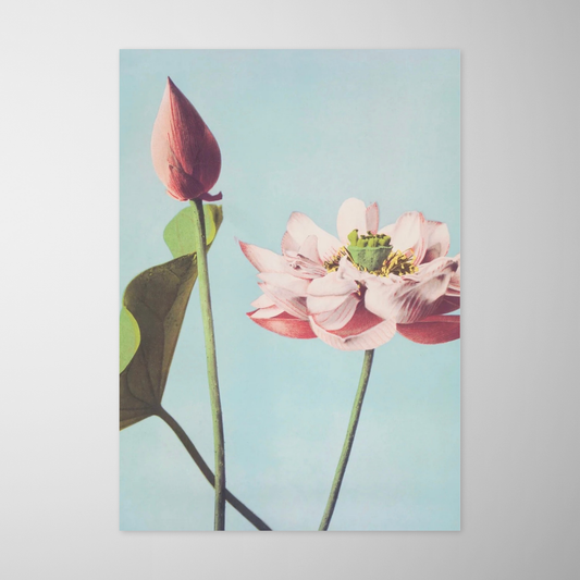 Flor de Lotus (Hasu no Hana)
