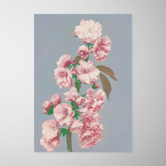 Flor de Cerejeira (Sakura)