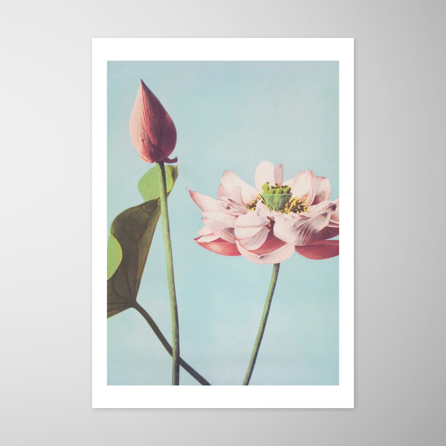 Flor de Lotus (Hasu no Hana)
