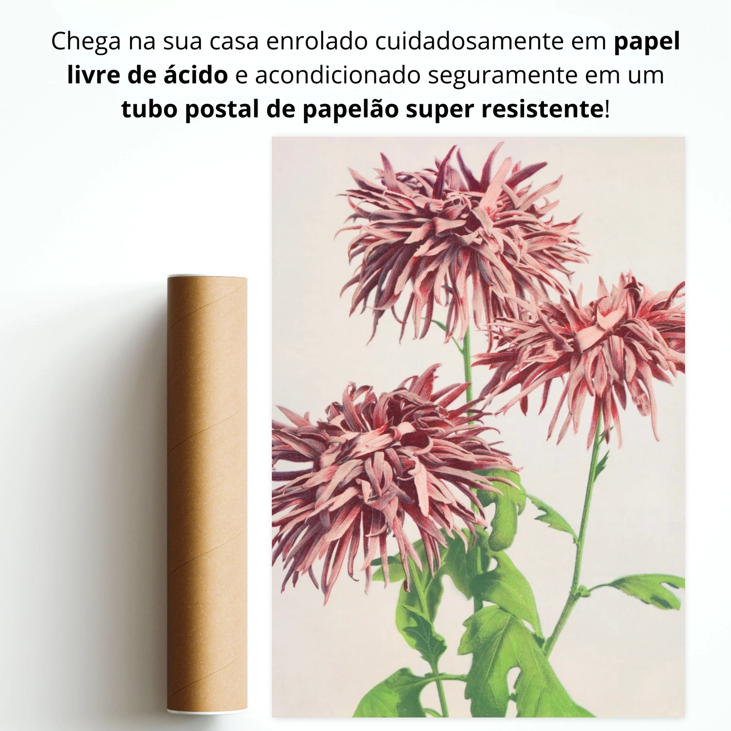 Flores de Crisântemo (Kiku no Hana)