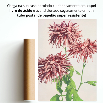 Flores de Crisântemo (Kiku no Hana)