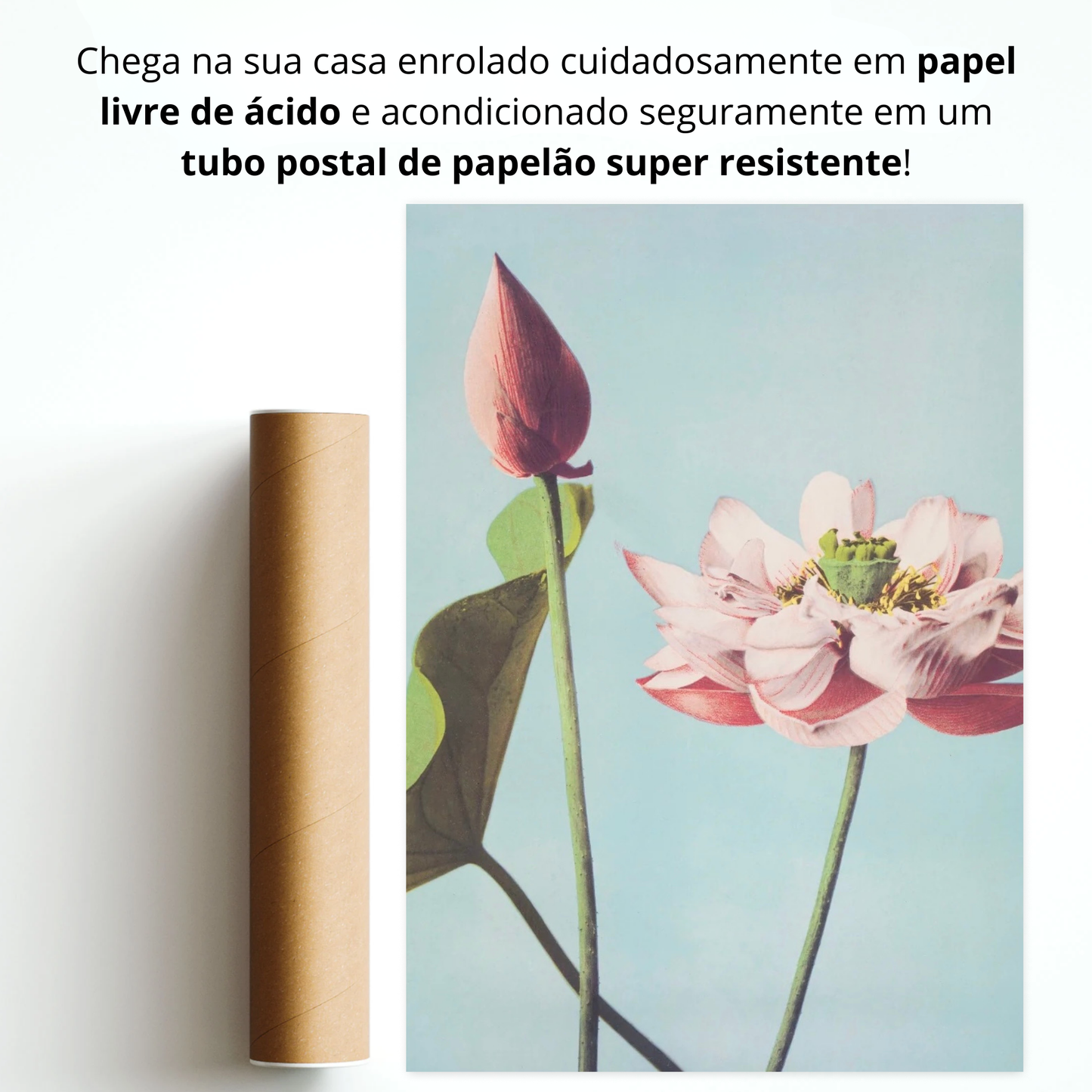 Flor de Lotus (Hasu no Hana)