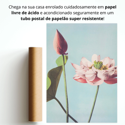 Flor de Lotus (Hasu no Hana)